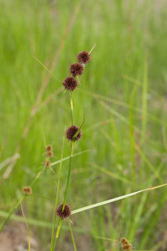 Rhynchospora cephalantha #2